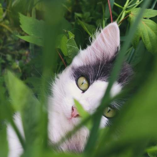 Photo #12246215