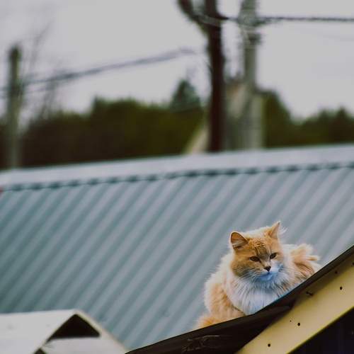 Photo #12246727