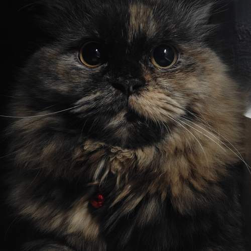 Cleopatra