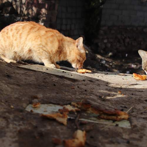 Photo #12247561