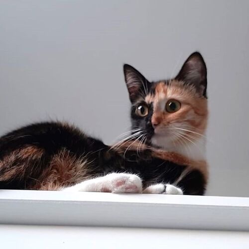 Photo #12247733