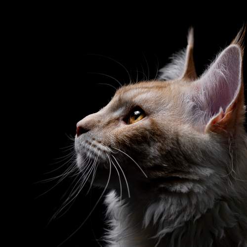 Фотография #12247774