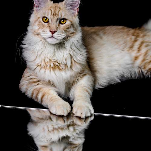 Фотография #12247808