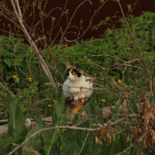 Photo #12247810