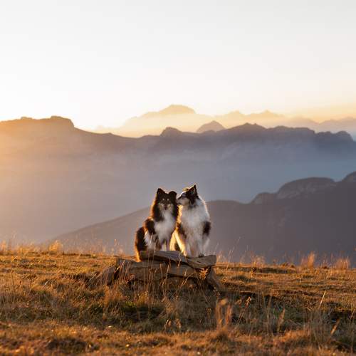 Фотография #12247822