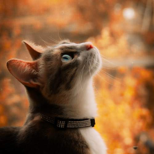 Photo #12247931