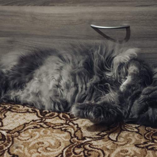 Photo #12248075