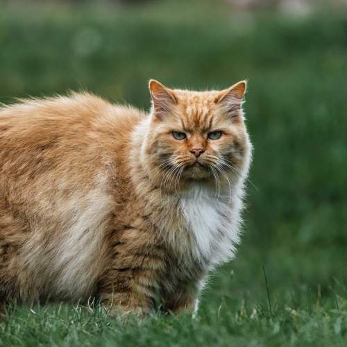Photo #12248272