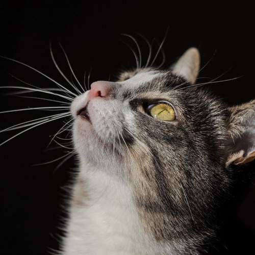 Photo #12248752