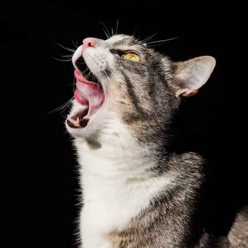 Photo #12248754