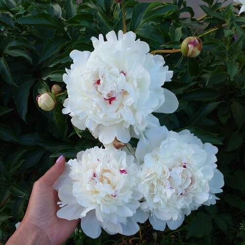 Photo #12249001