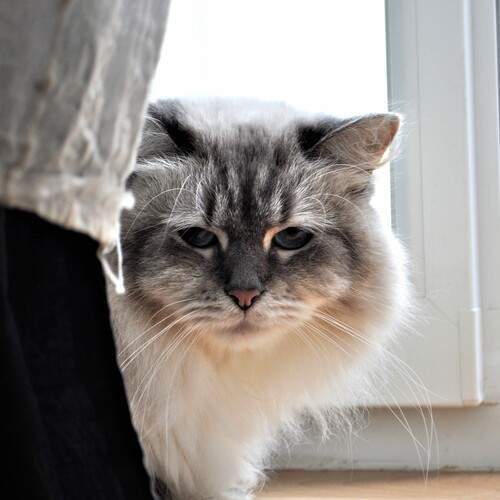 Photo #12249045