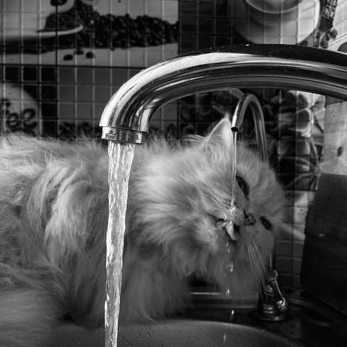 Photo #12249060
