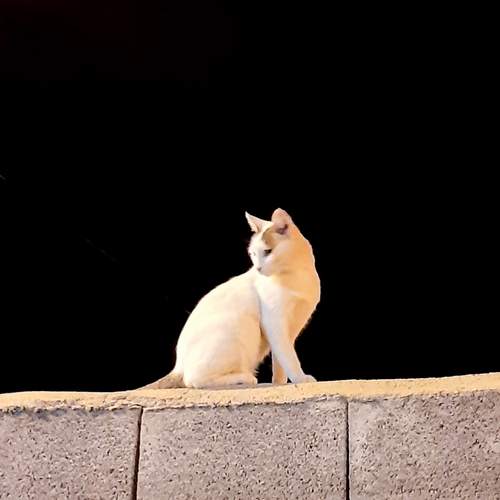 The Silent Watcher of the Night