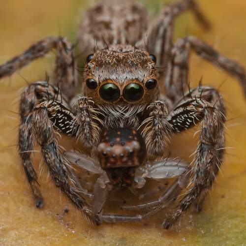 Jumping Spider
