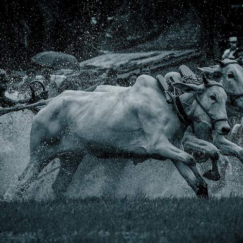 BULL RACE AT HEROBHANGA
