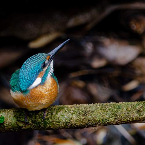 Фотография #12250855