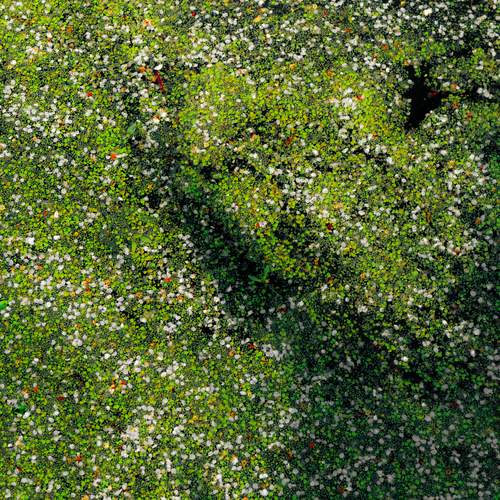 Photo #12251004