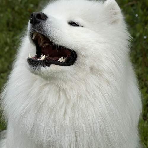 Photo #12251072