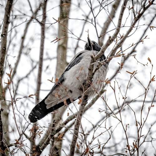 Photo #12251467
