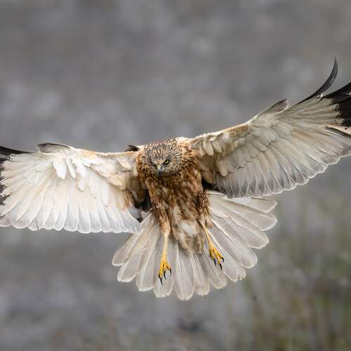 Photo #12251724