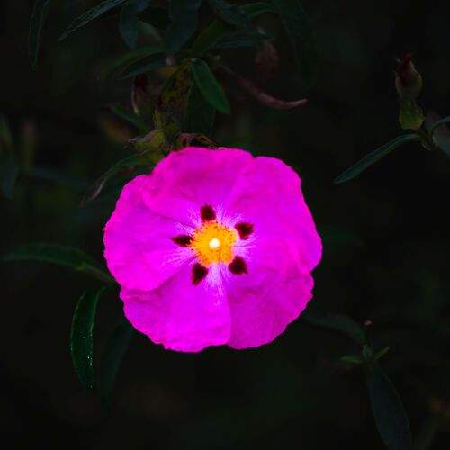 Photo #12255238