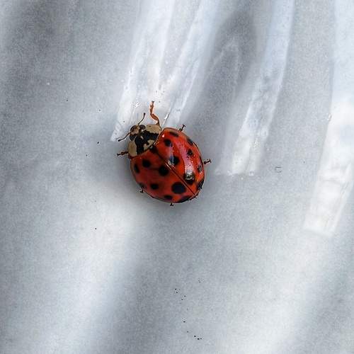 Photo #12256966