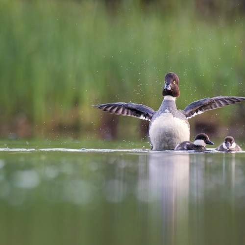 Photo #12257340