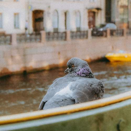 Photo #12257448