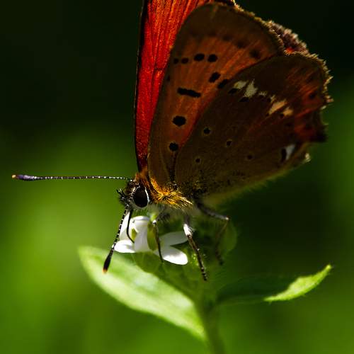 Photo #12257831