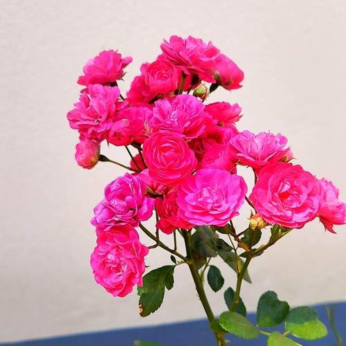 Photo #12258004