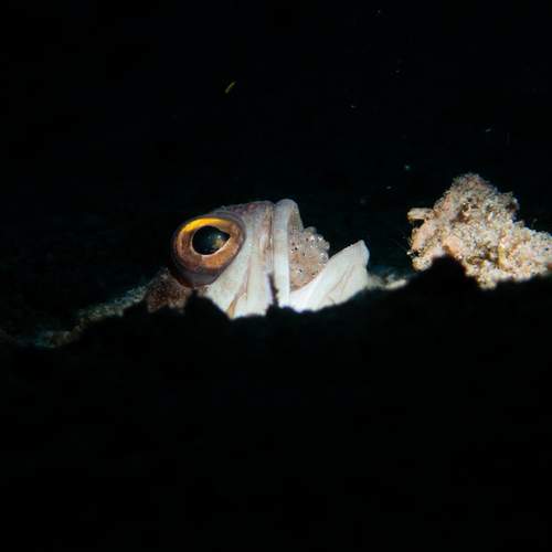Jaw fish with eggs