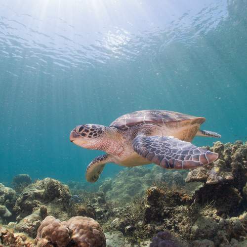 Green sea turtle