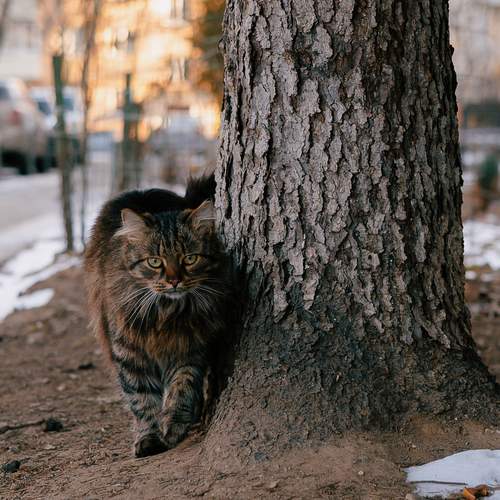Тигр нашего двора