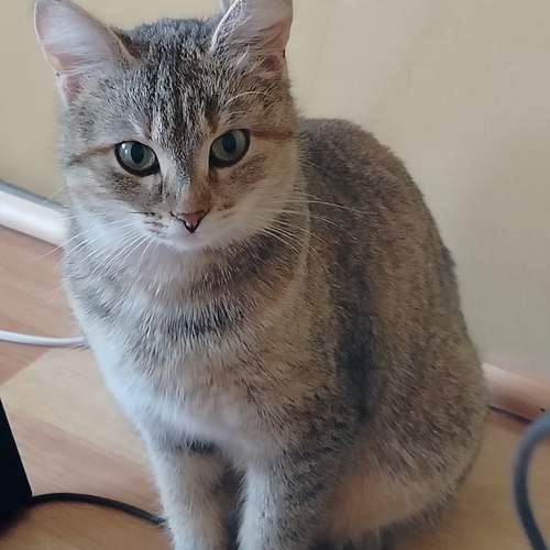 ...
