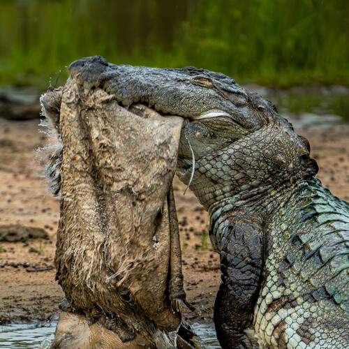 Photo #12259913