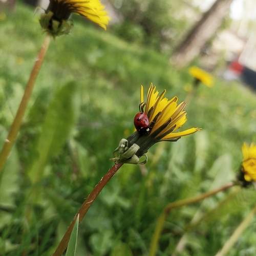 Photo #12259927