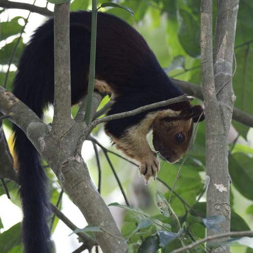 Photo #12260785