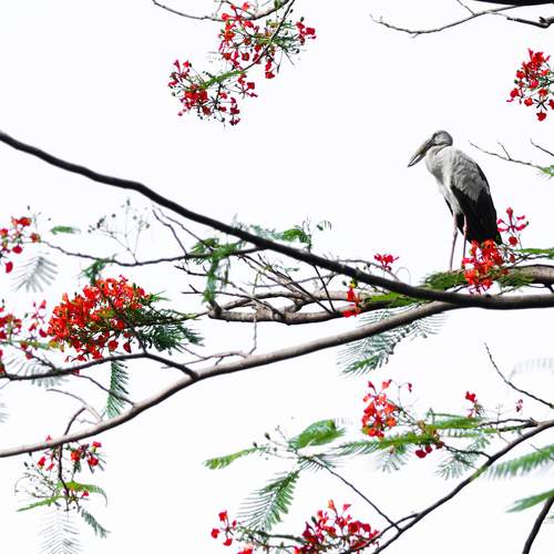 Photo #12261257