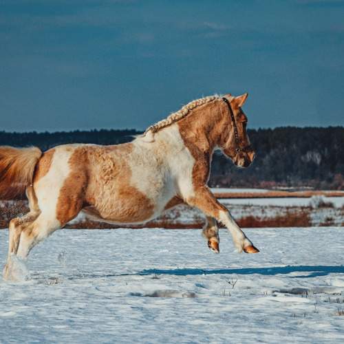 Photo #12261453