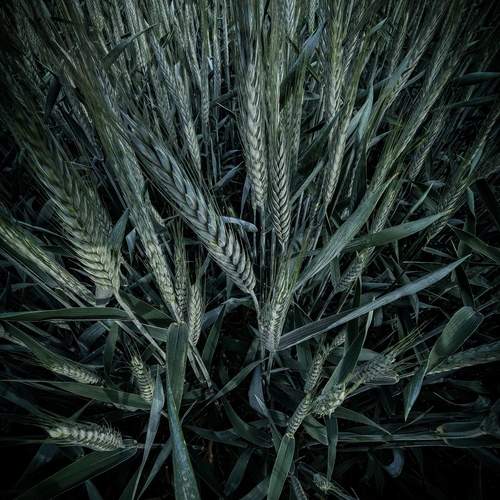 Photo #12261727