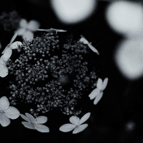 Hydrangea