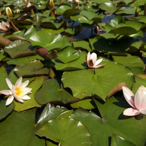 Photo #12262175