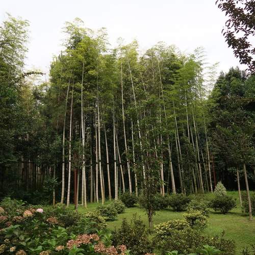 Photo #12262222