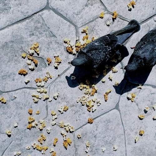 Photo #12263853