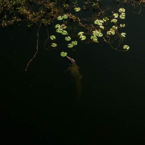 Photo #12264130