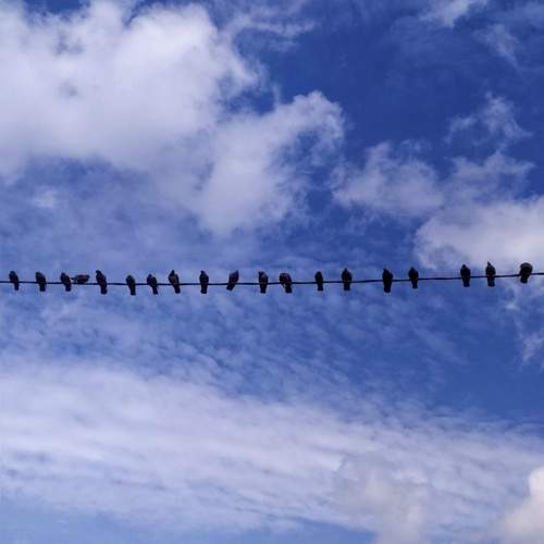 Birds.