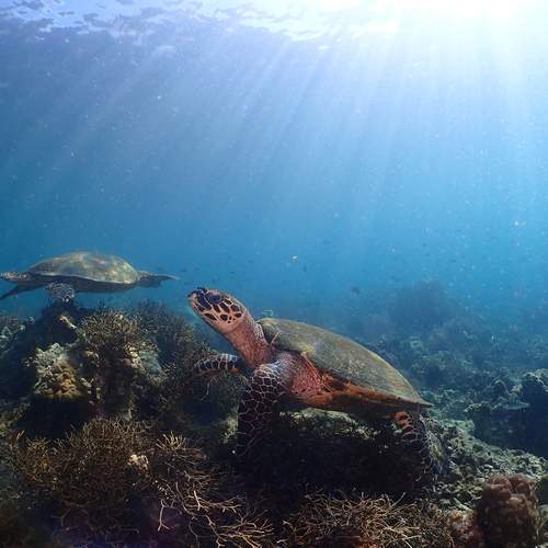 Photo #12265309