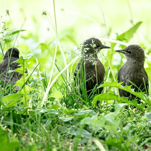 Photo #12265481