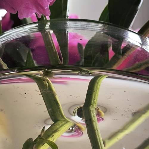Photo #12266065